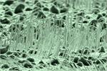 Chế tạo cảm biến sinh học từ các dây nano UNCD