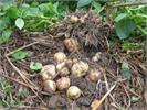 Cách thức mới để trồng khoai tây cho hiệu quả cao