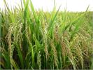 Việt Nam lai tạo thành công hai giống lúa chất lượng cao